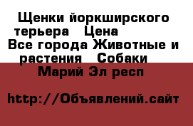 Щенки йоркширского терьера › Цена ­ 20 000 - Все города Животные и растения » Собаки   . Марий Эл респ.